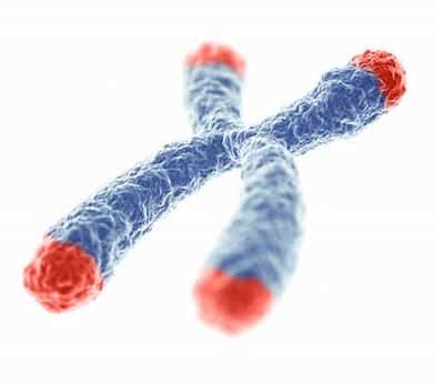 Your Telomeres and Your Lifestyle: Slowing Down the Aging Process